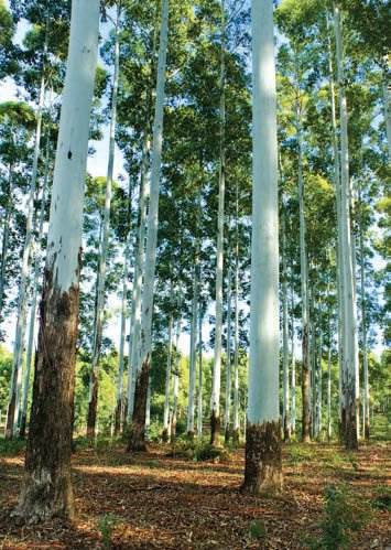 Co2 Grandis <sup>®</sup> trees Co2 Grandis <sup>®</sup> about